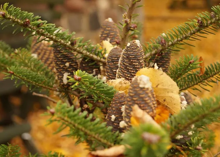 Appartement Mlynarzowy Dworek